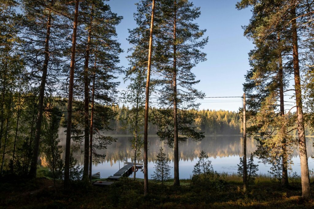 Blick durch finnischen Wald auf einen See im Morgenlicht